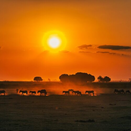 Highlights of Kenya
