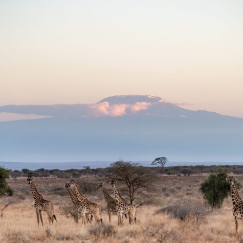Serengeti Supreme