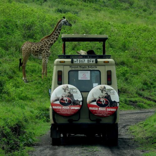 Tanzania Safari Experience