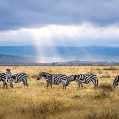 Kenya & Tanzania Safari Experience