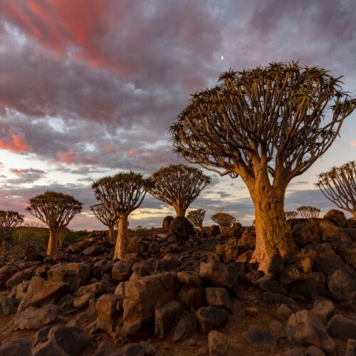 South Africa’s Soul and Safari Experience